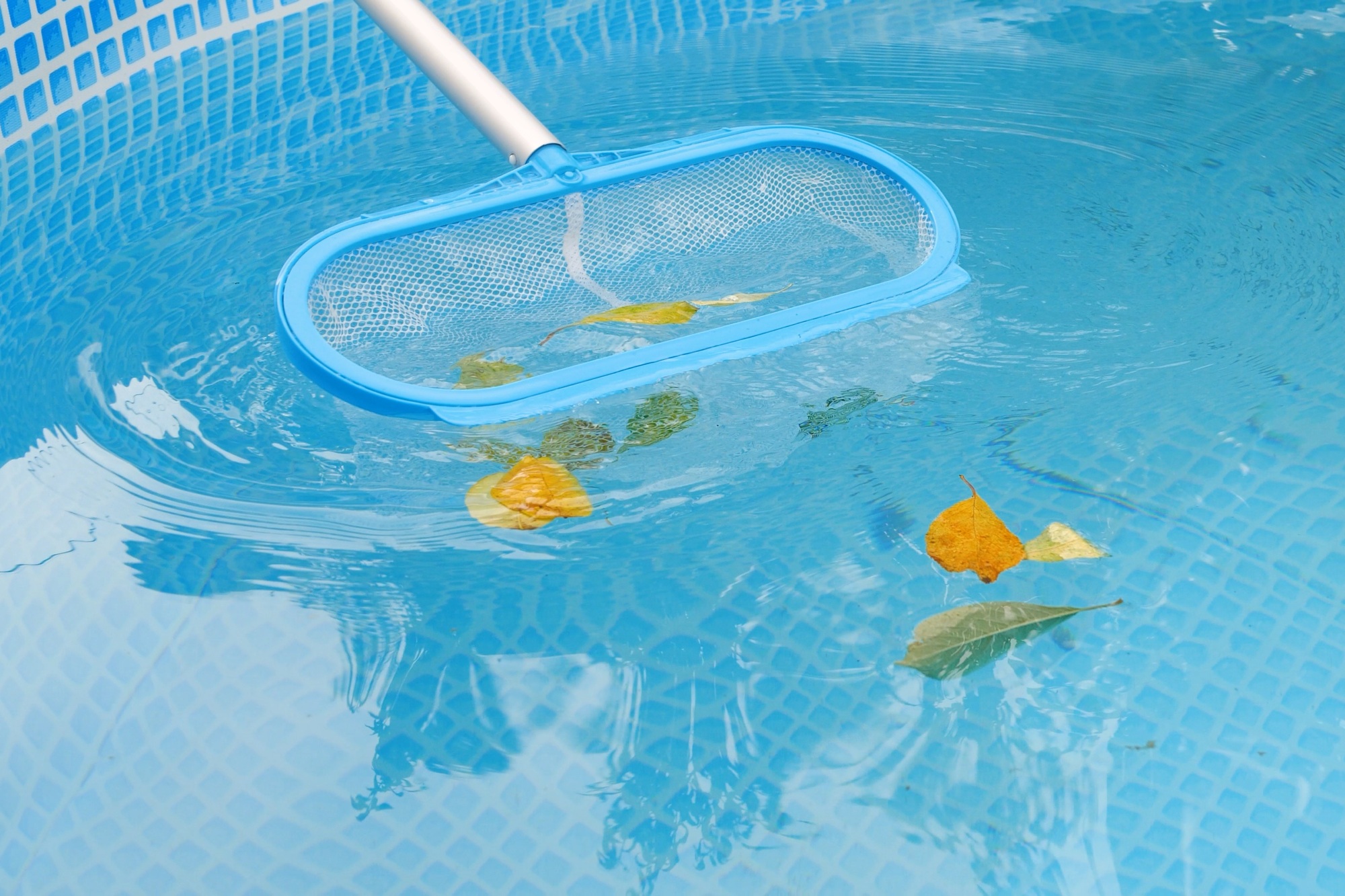 Cleaning a swimming pool with a mesh skimmer . The long net cleans colored leaves off surface